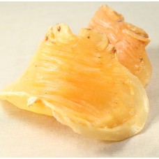 鰵魚肚公 (10頭)